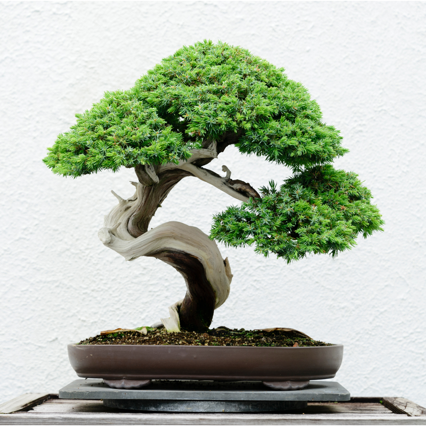 bonsai tree with vibrant foliage thriving in nutrient-rich bonsai potting mix