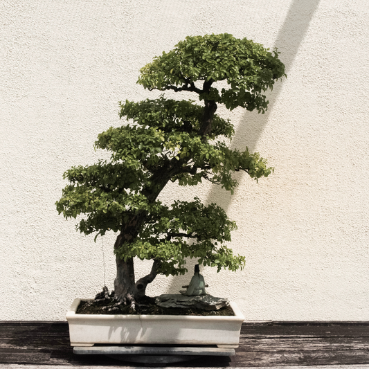 bonsai tree in a ceramic pot showing healthy growth using premium bonsai potting mix