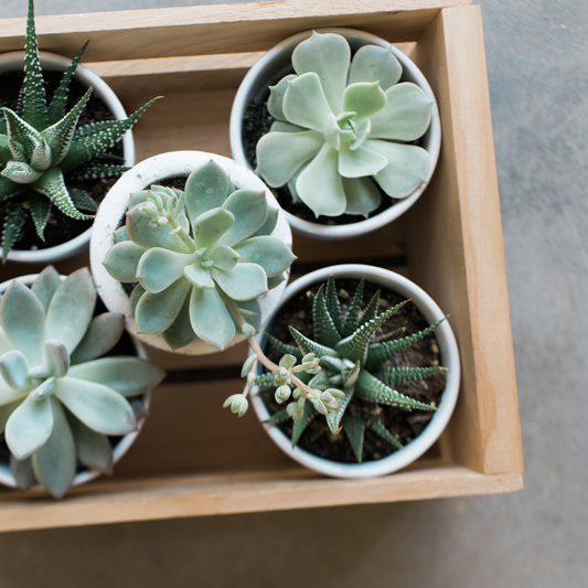 Premium Succulent and Cacti Potting Mix with Activated Biochar