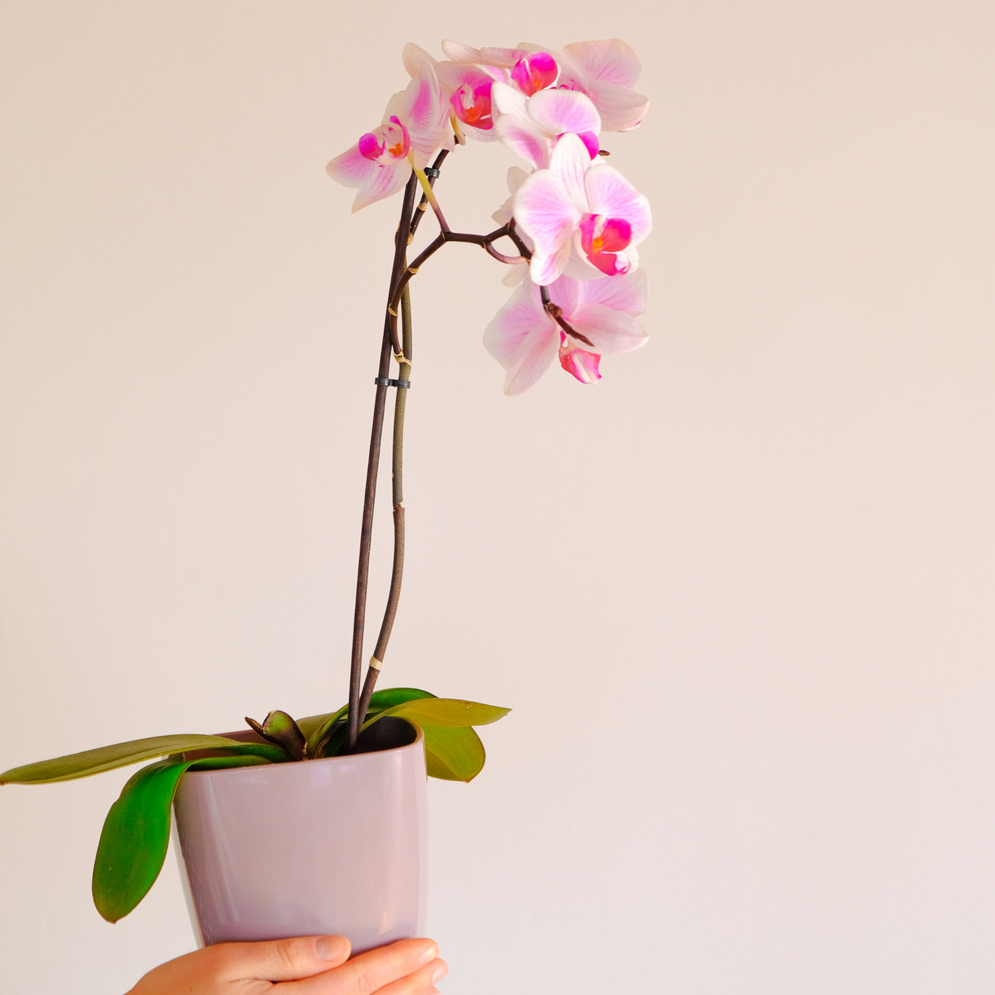 Premium Orchid Potting Mix with Biochar & Gentle Organic Feed