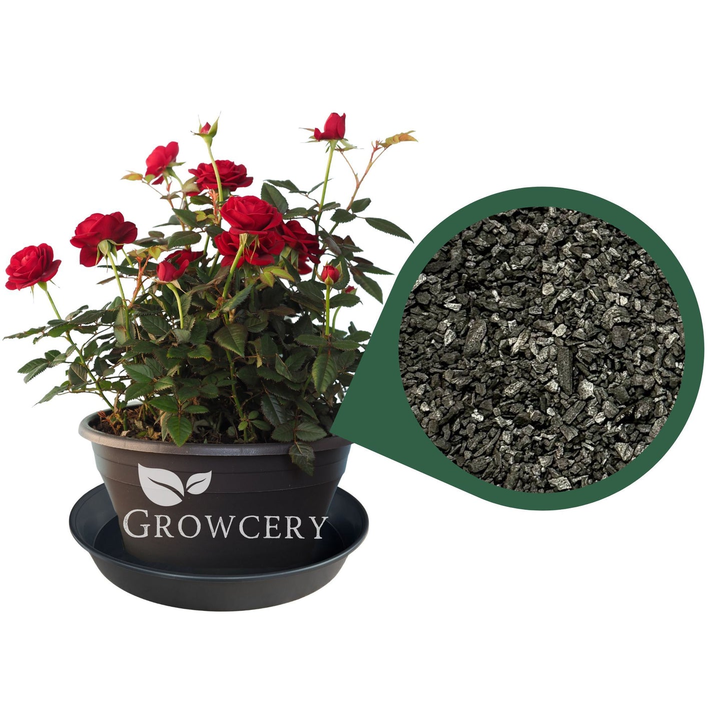 Biochar-enriched potting mix shown with a thriving rose plant in a Growcery pot – promotes strong roots, improved drainage, and nutrient retention.