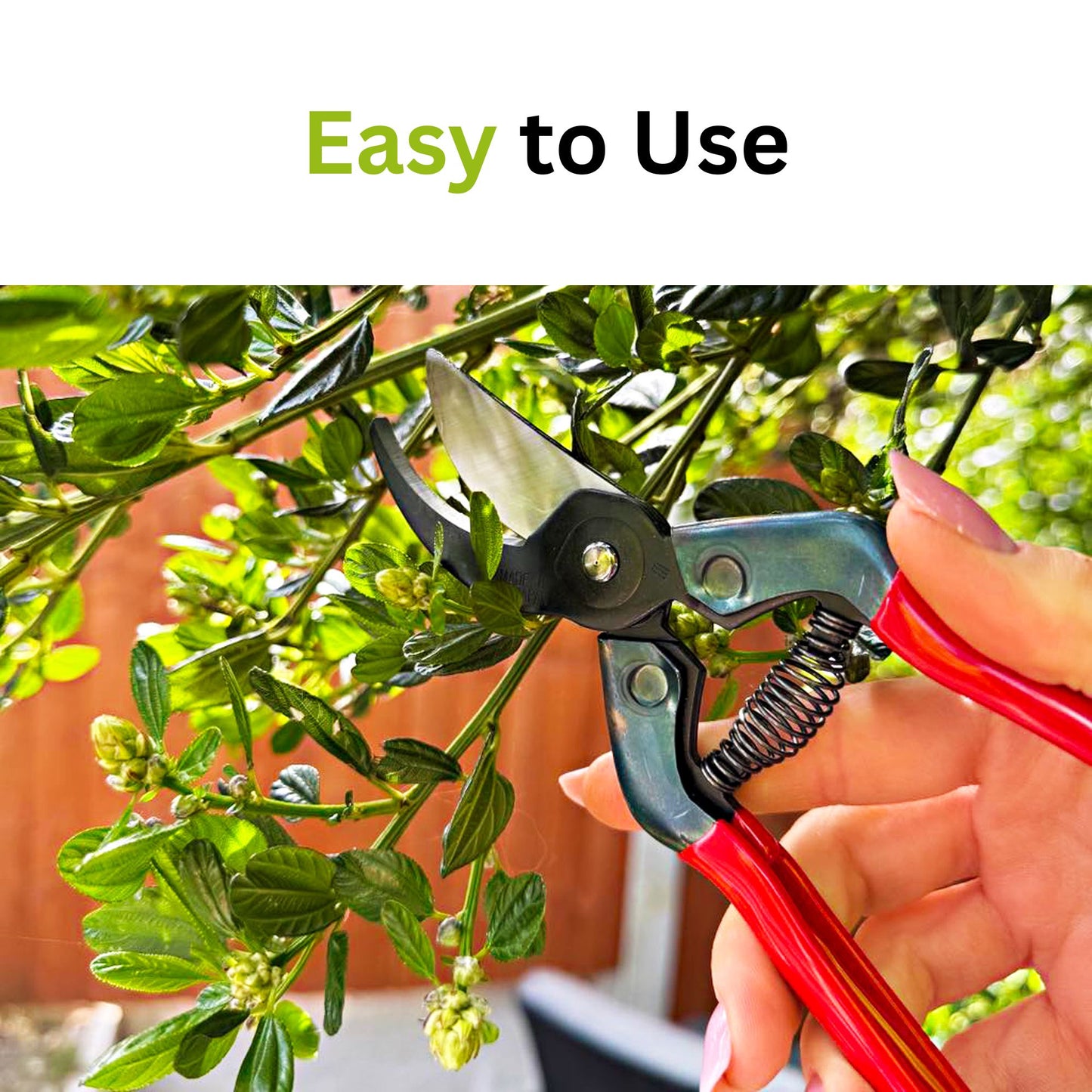 Pruning action of CHIKAMASA PST-8 shears trimming woody branch in garden