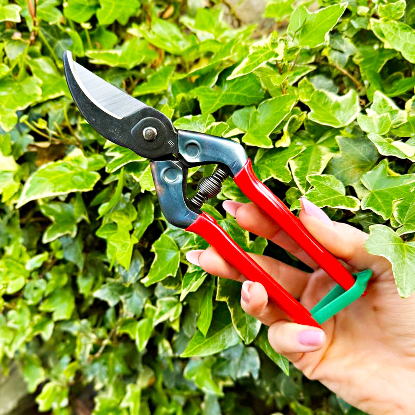 CHIKAMASA PST-8 pruning shears resting against lush ivy backdrop