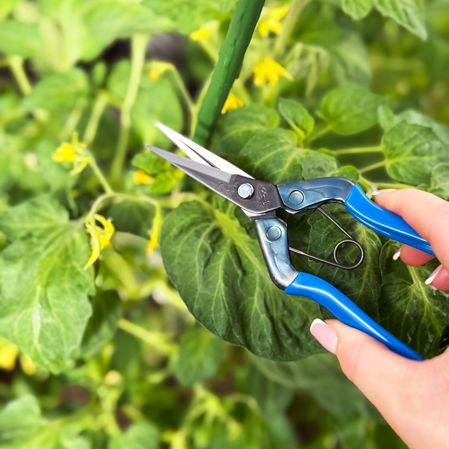 Using Chikamasa T-552 shears to prune tomato plant — rust-resistant blade in garden setting