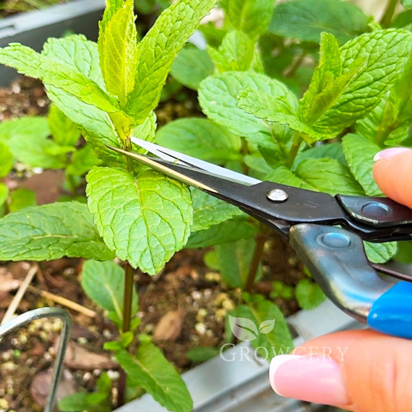 Chikamasa T-552 scissors trimming fresh mint sprigs in herb garden