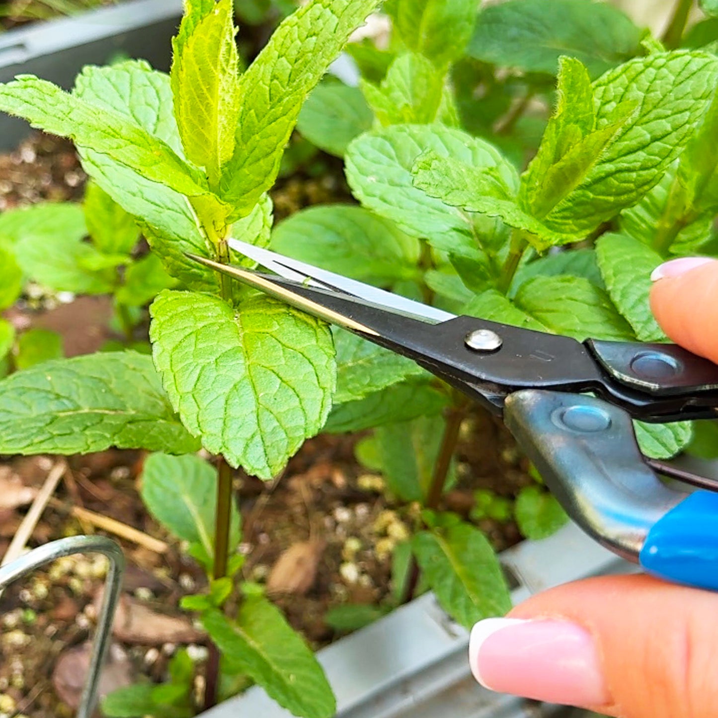 Chikamasa T-552 scissors trimming fresh mint sprigs in herb garden
