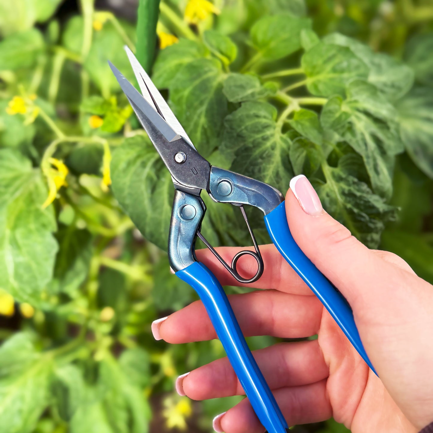 Safety-lock engaged on Chikamasa T-552 trimming scissors — blade and spring mechanism close-up