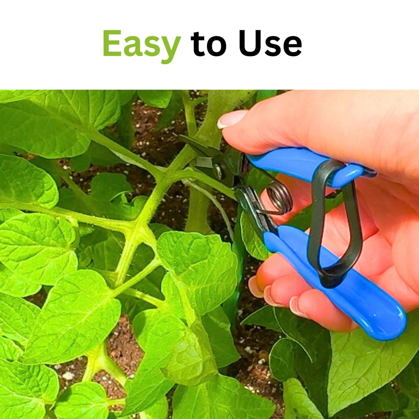 Detail of Chikamasa T-552 gently cutting tomato shoot — ergonomic grip in action