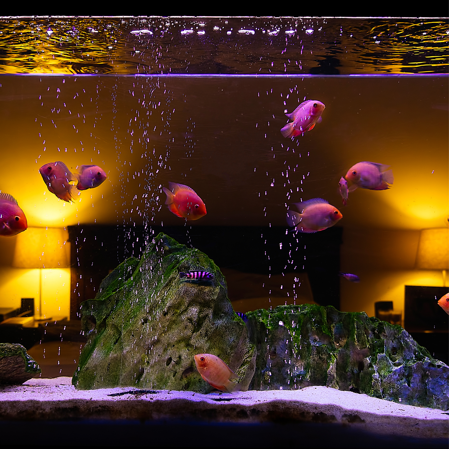 Multi-purpose silica sand for aquariums, crafts, and garden soil improvement