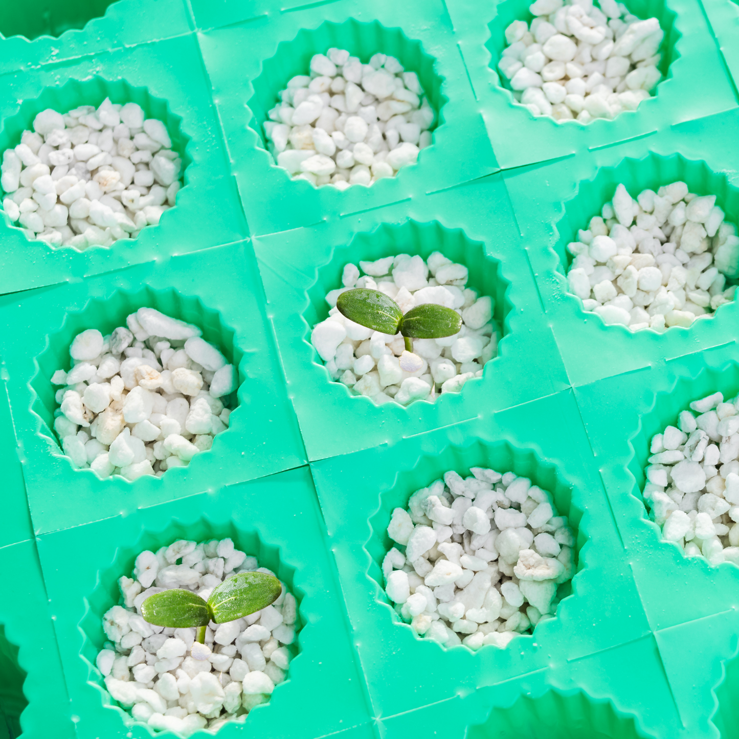Growcery perlite (2–5 mm) in seed-starting cells