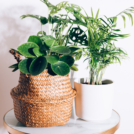 Healthy indoor houseplants in decorative woven basket and white ceramic pot placed on a table