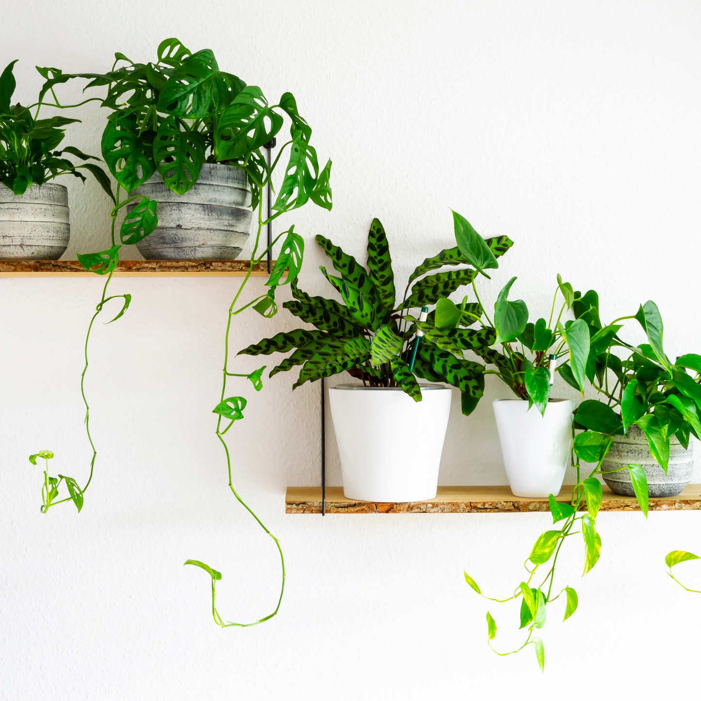 Collection of healthy indoor plants in decorative pots, thriving in coco coir-based potting mix