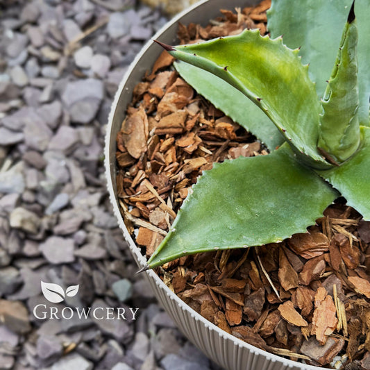 Close-up of orchid bark used as mulch around a potted succulent, showing its effectiveness as bark mulch and garden bark.