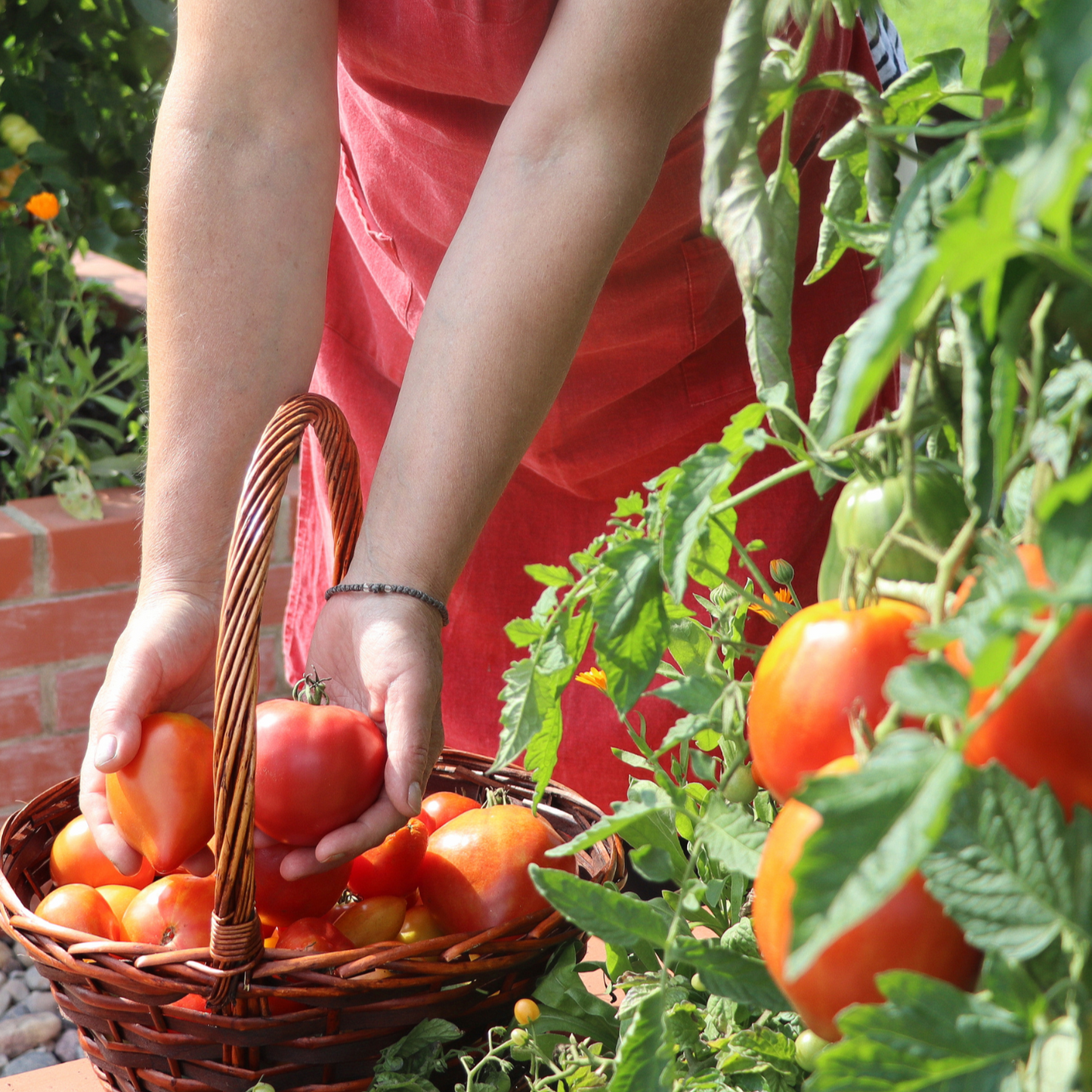 organic-vegetable-garden-with-harvested-tomatoes.