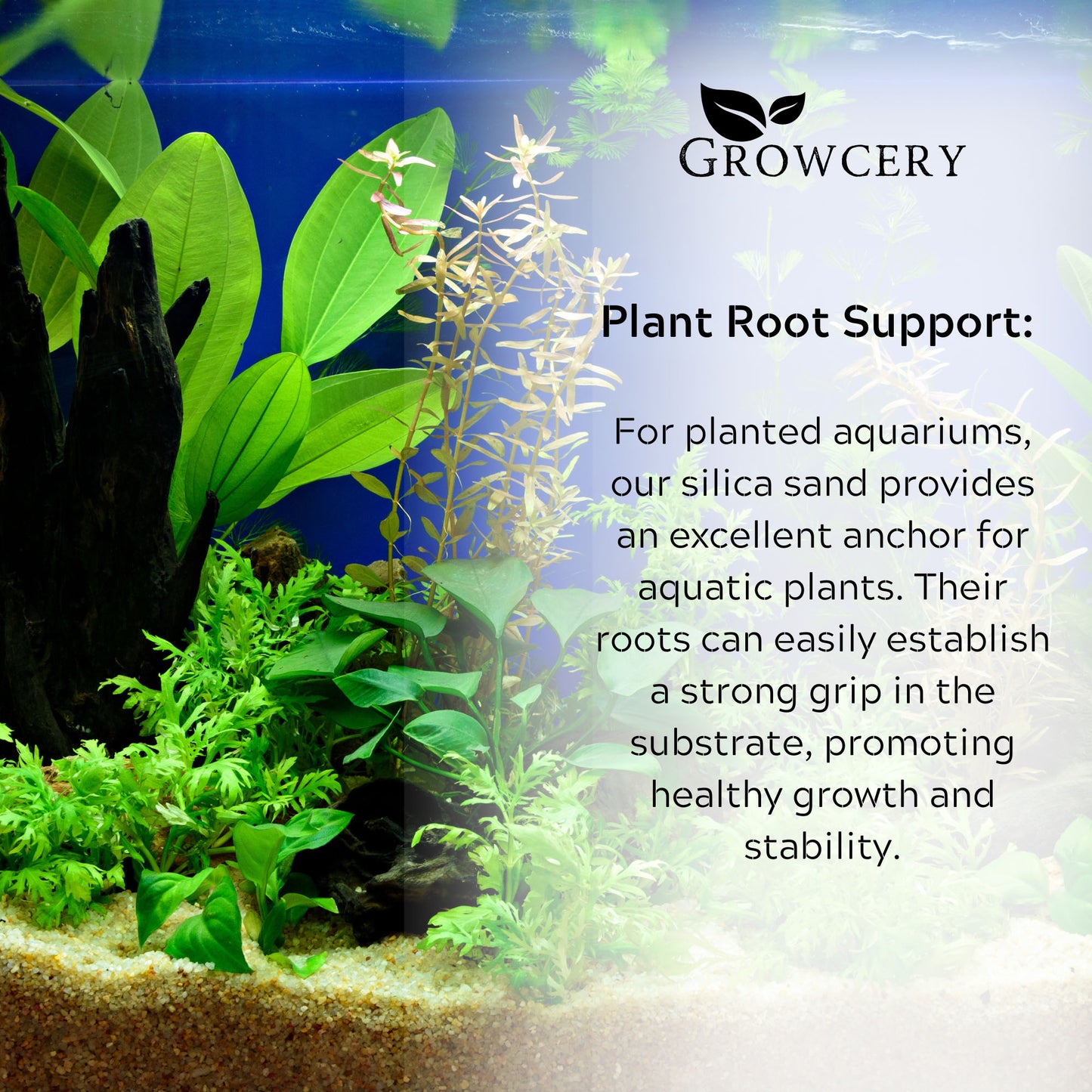 Planted tropical aquarium with Growcery silica sand substrate