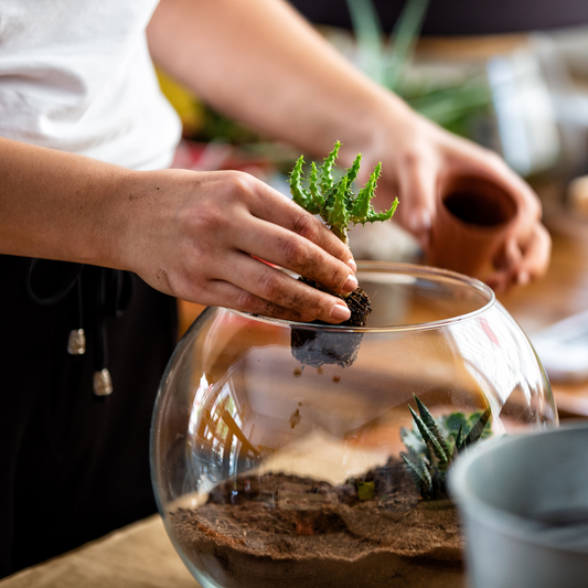 Person placing succulent plant into a glass terrarium, using coco coir mix as base growing medium