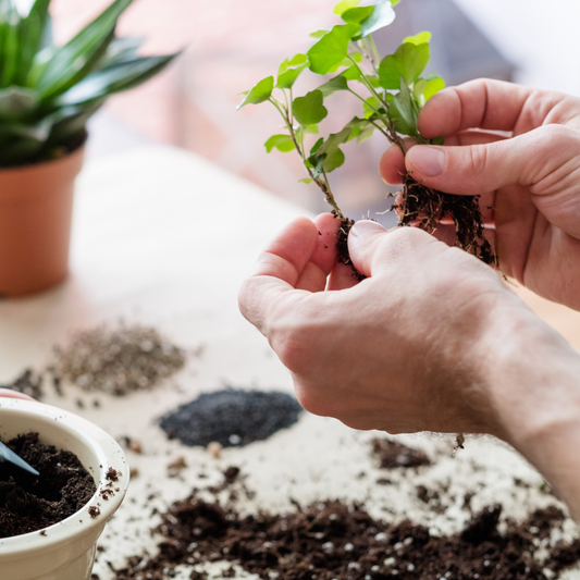 Hands repotting a small indoor plant using organic potting soil with biochar and perlite