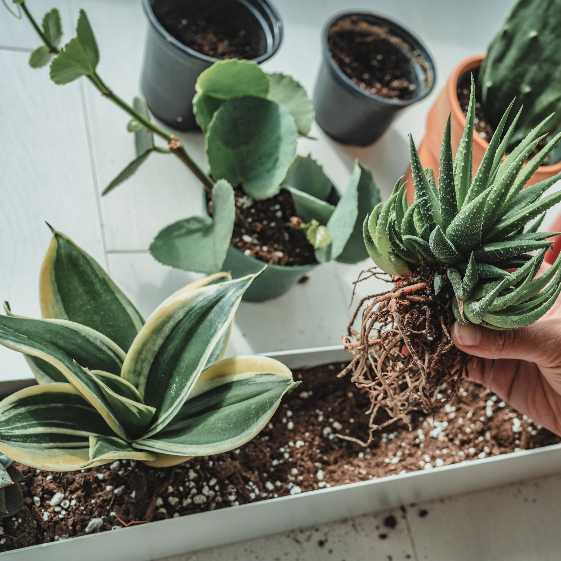 Hand holding plant with exposed roots, ready to be repotted into a houseplant soil mix for cacti and succulents