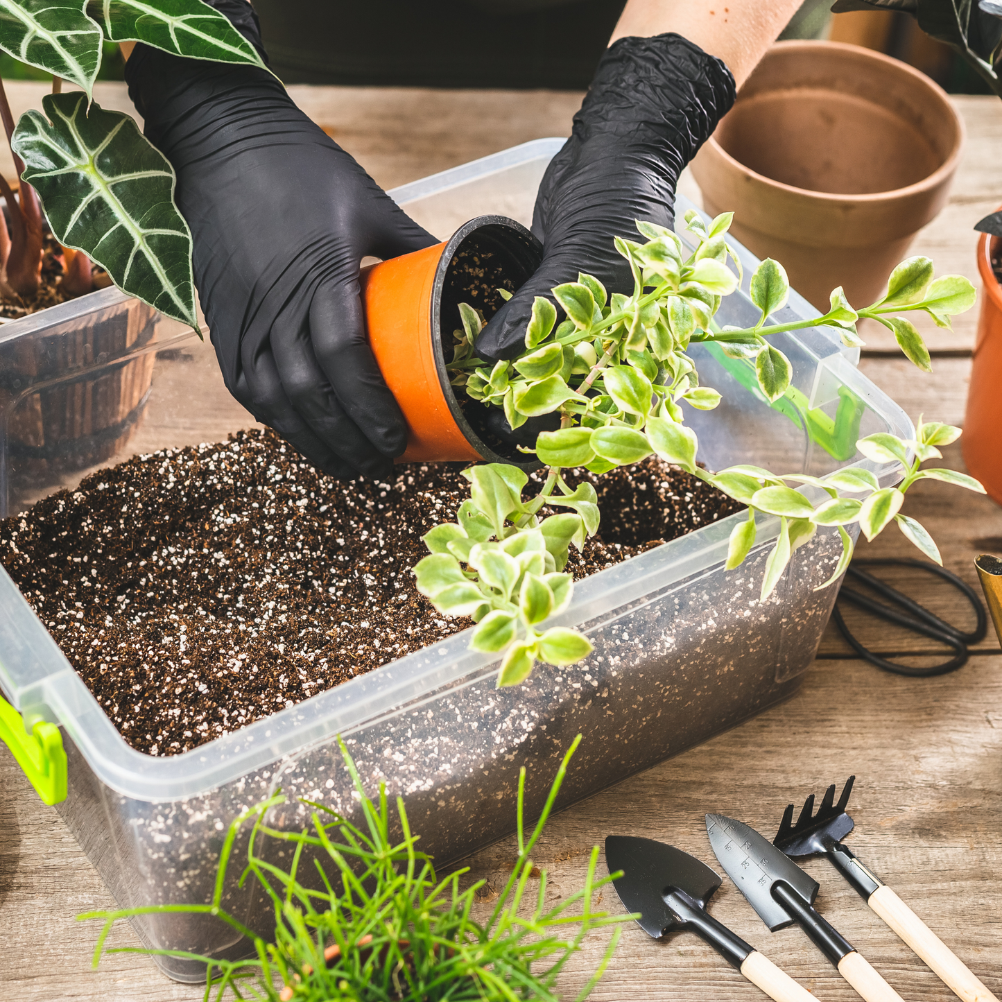Repotting houseplant using 70/30 coco perlite mix for drainage and root health, with gardening tools