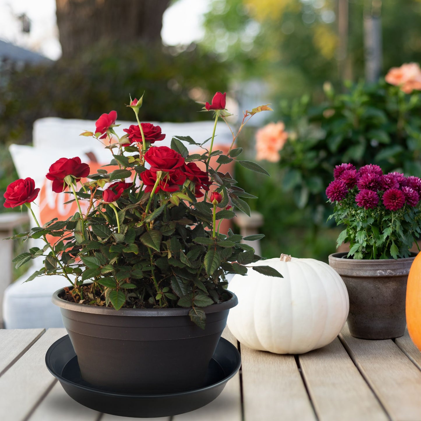 30 cm heavy-duty black plastic saucer under rose pot on outdoor table