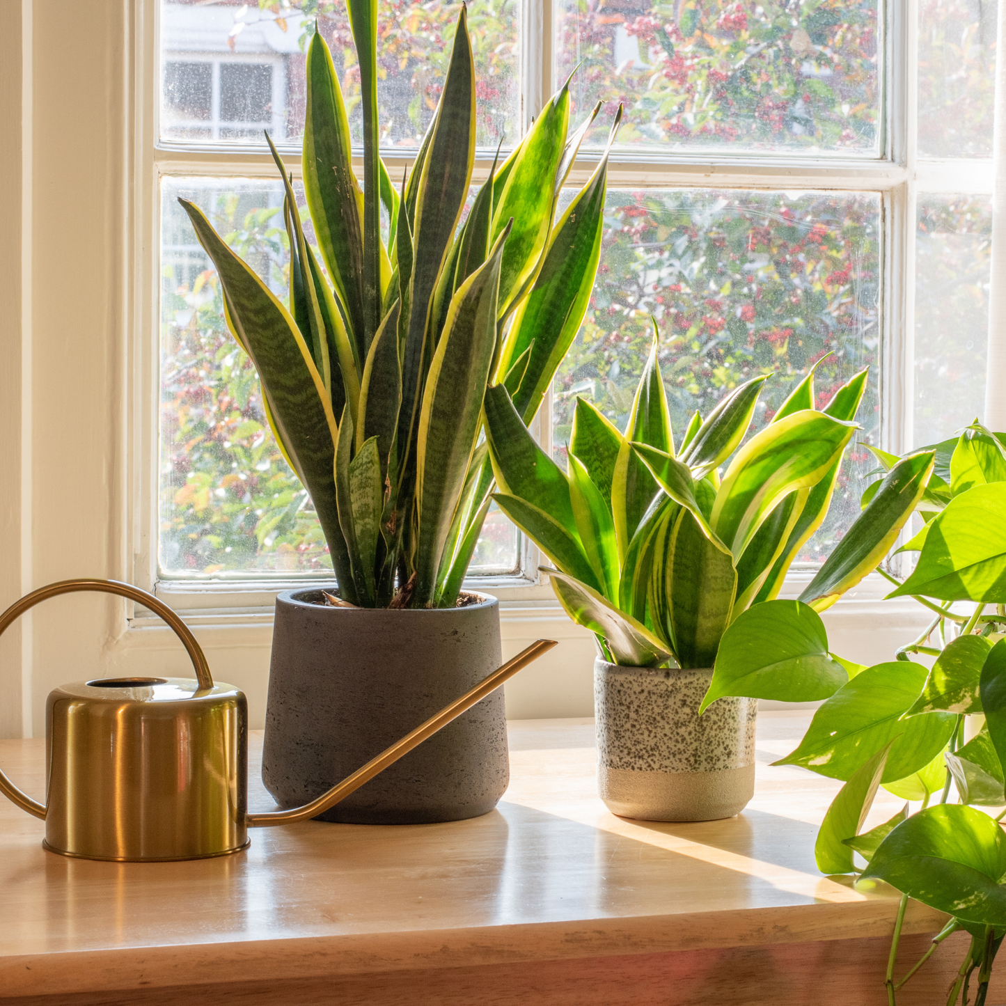 Snake plants and pothos thriving in pots on a bright windowsill beside a brass watering can