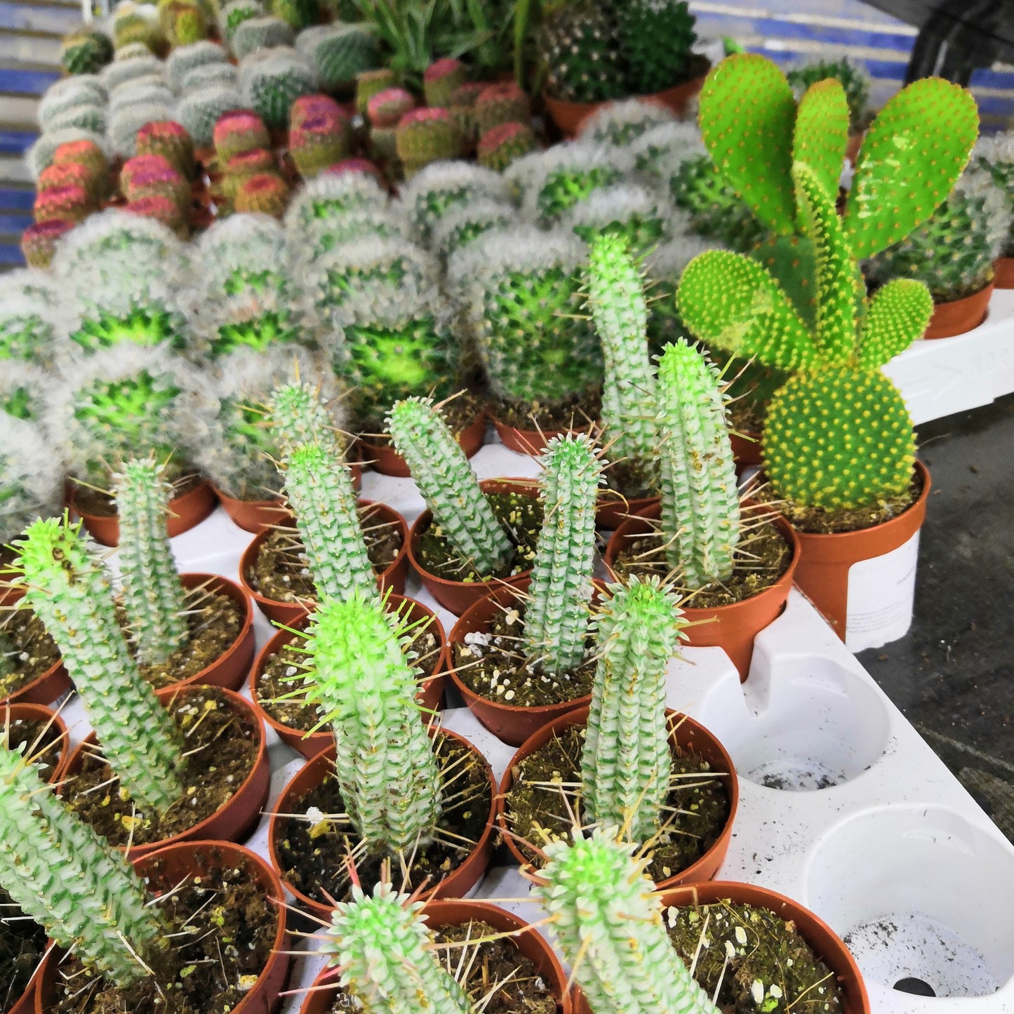 Assorted cacti in small pots planted in cactus soil mix with visible perlite