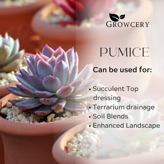 Perlite for plants Perlite for plant pots Pumice for plants Pumice for bonsai Close-up of volcanic pumice top dressing around a potted succulent plant