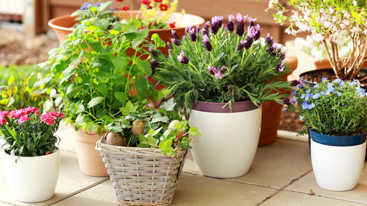 Fabric Pots vs. Plastic Pots: A Green Revolution in Gardening