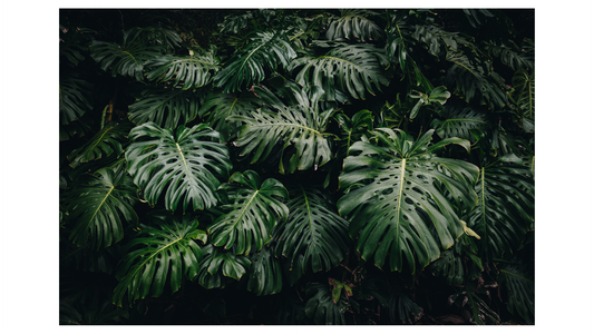 Monstera Plant Care Guide