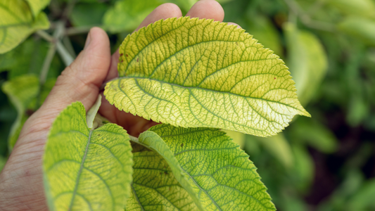 Exploring Plant Nutrient Deficiencies: Prevention is Key