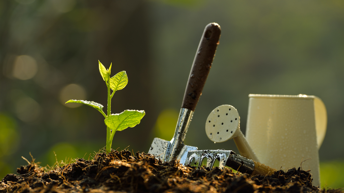 Young plant emerging from soil with gardening tools, representing the seasonal planting guide for year-round gardening.