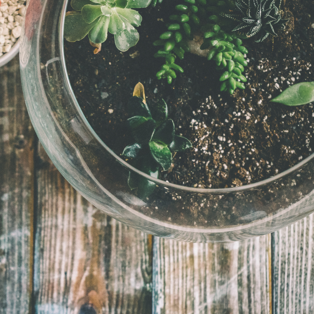 Succulent Soil vs Regular Potting Mix: What's the Difference?