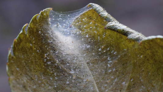 Eco-Friendly Pest Control: Your Comprehensive Guide to a Healthy Garden