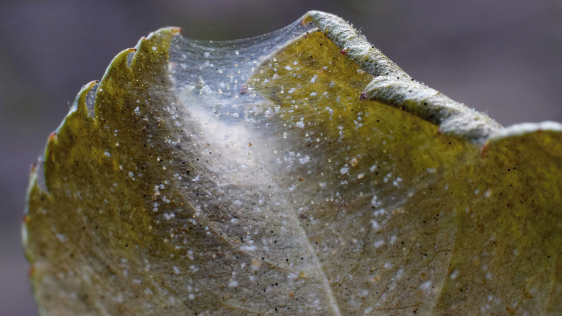 Close-up of a leaf showing signs of pests related to eco friendly pest control solutions.