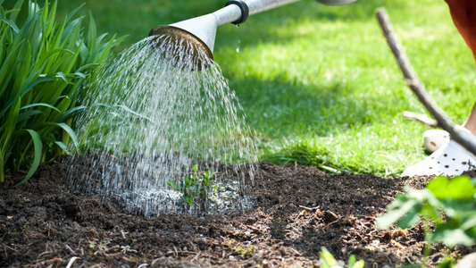 How to Know When to Water Your Plants and When Not To?