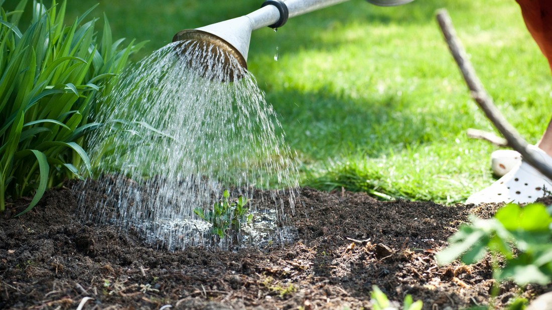 A person watering a plant in the garden, illustrating when to water plants with a watering can.