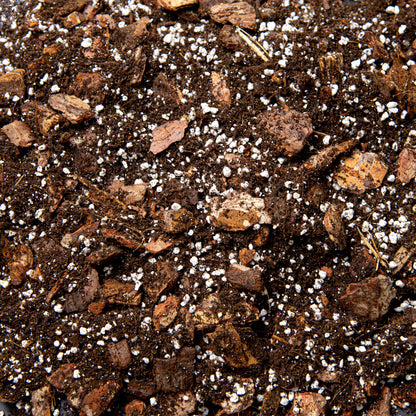 Premium Orchid Potting Mix with Biochar & Gentle Organic Feed