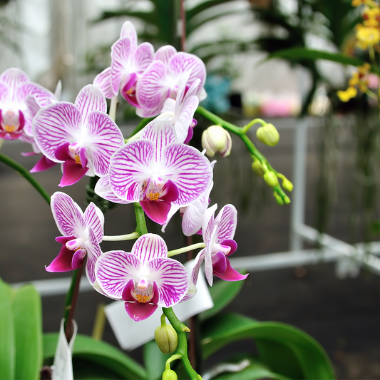 Premium Orchid Potting Mix with Biochar & Gentle Organic Feed