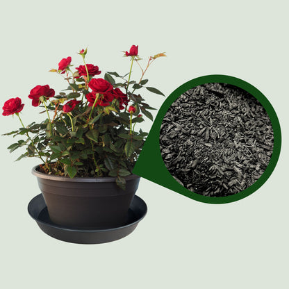 Potted red rose plant with a circular close-up showing activated biochar pieces used as a soil amendment.