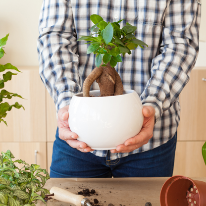 Premium Bonsai Potting Mix with Activated Biochar