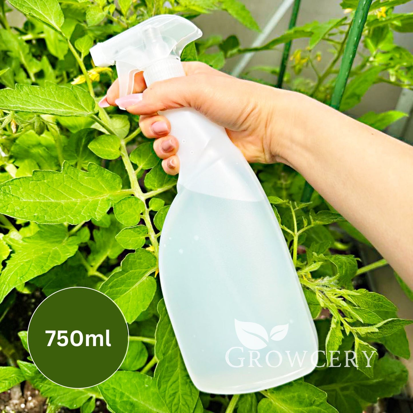 Hand holding clear 750 ml plant sprayer misting healthy green tomato leaves