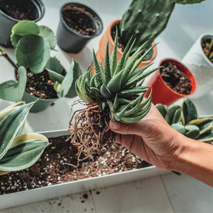 Premium Succulent and Cacti Potting Mix - Enhanced with Activated Biochar