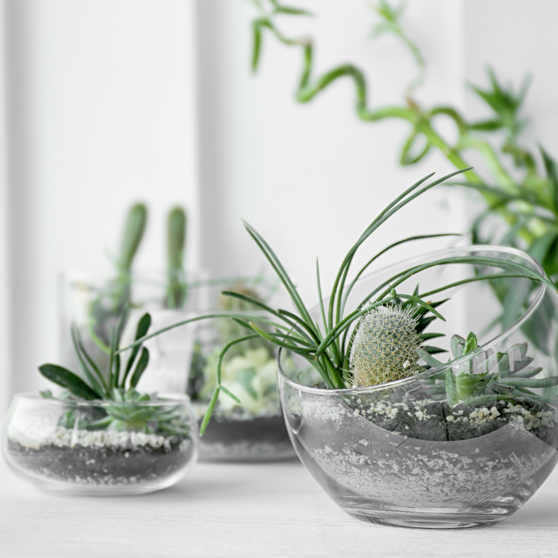 terrarium soil succulents Terrarium Soil with Perlite and Activated Biochar – Growcery
