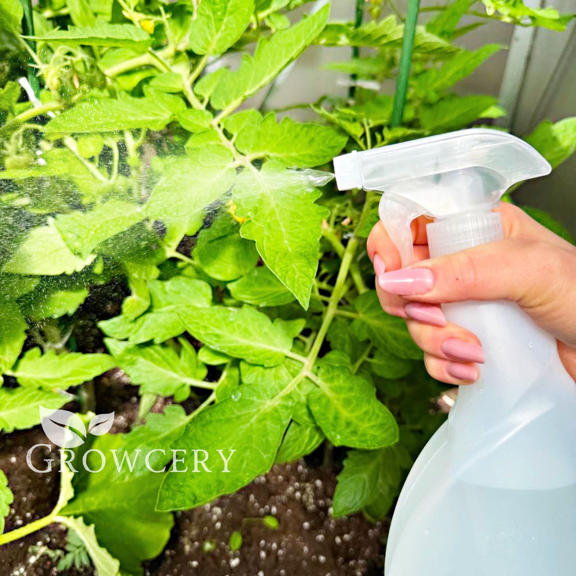 Close-up of fine mist spraying from 750 ml plant mister onto green foliage