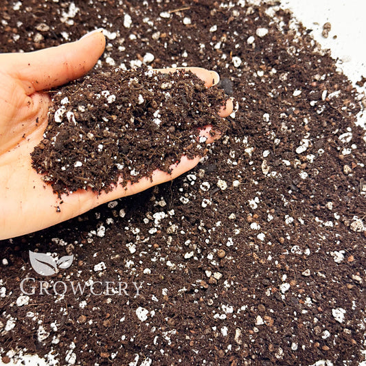 Hand holding enriched orchid potting mix with perlite – ideal for promoting healthy root growth and moisture balance.