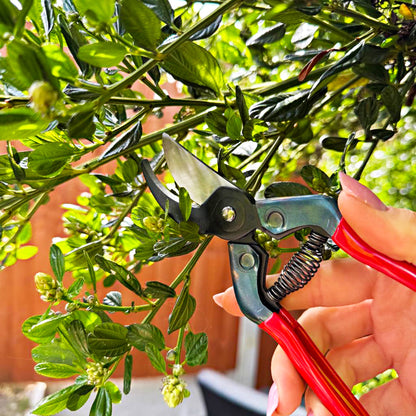 Hand holding CHIKAMASA PST-8 pruning shears cutting green foliage
