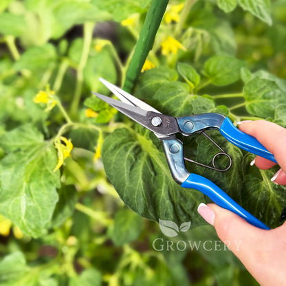 Using Chikamasa T-552 shears to prune tomato plant — rust-resistant blade in garden setting