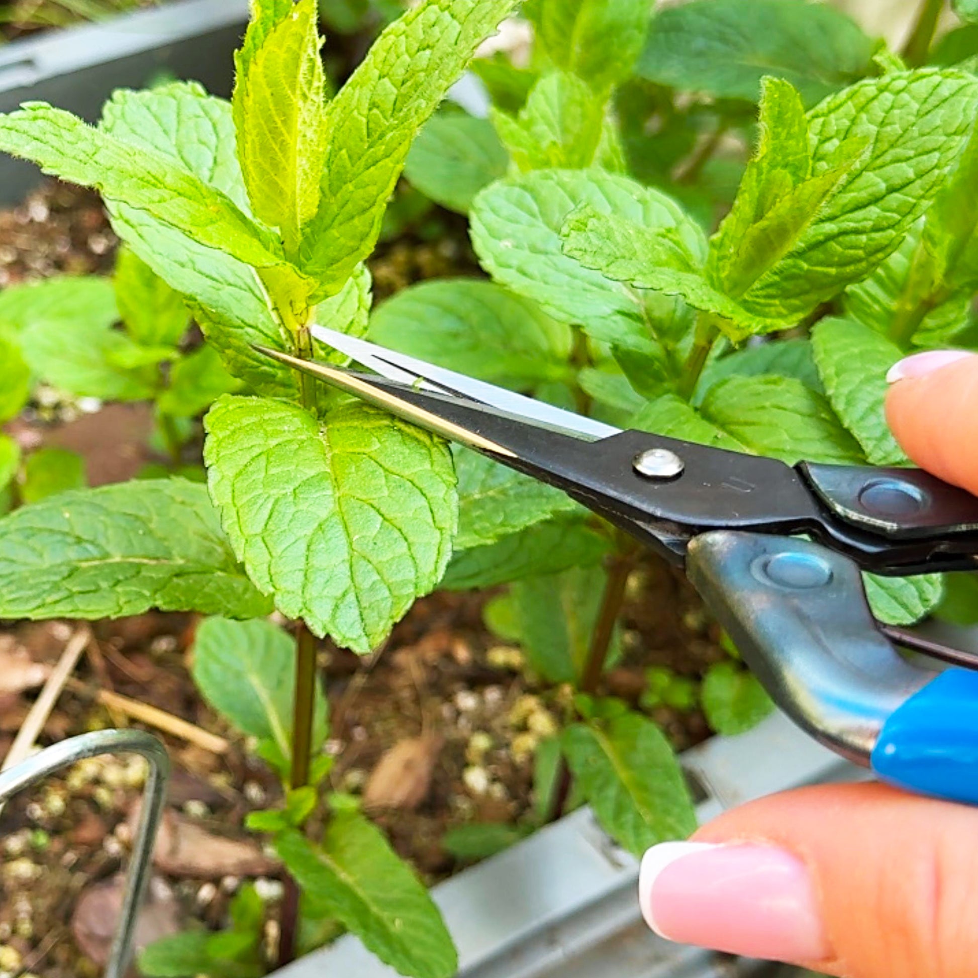 Chikamasa T-552 scissors trimming fresh mint sprigs in herb garden