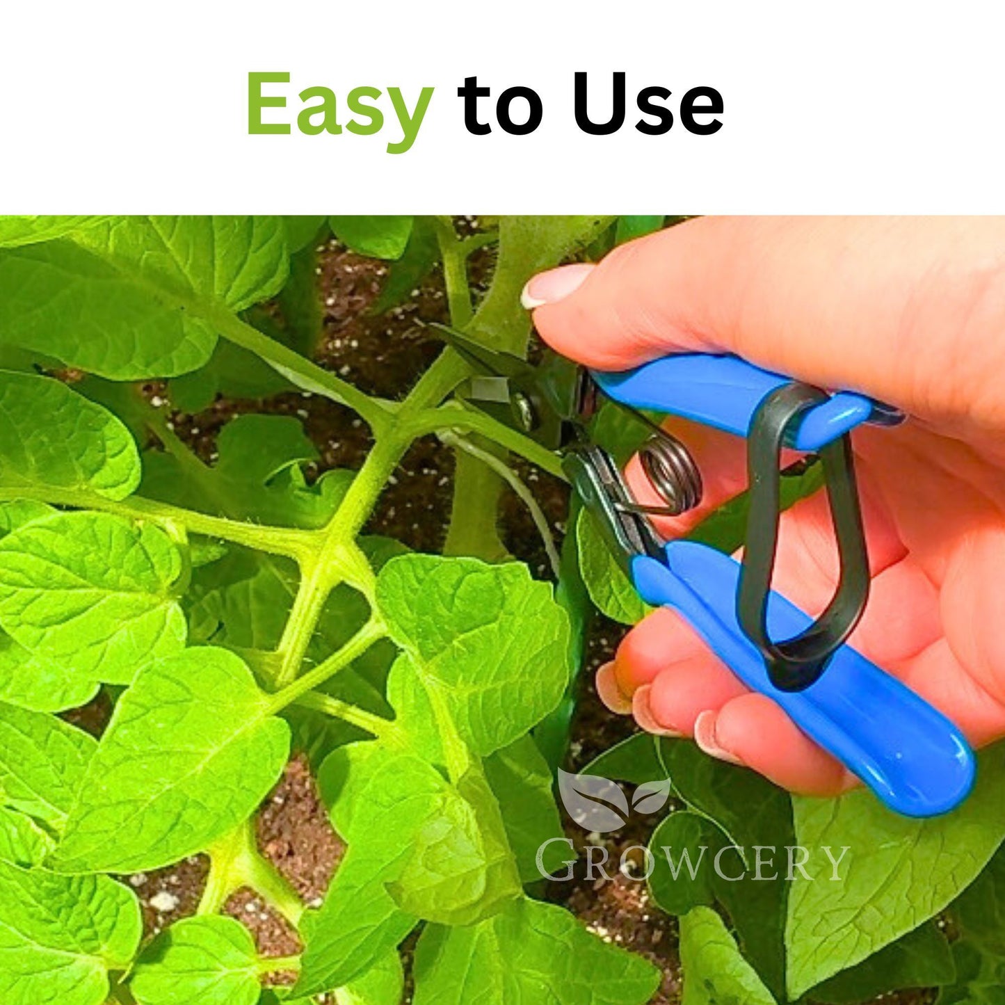 Detail of Chikamasa T-552 gently cutting tomato shoot — ergonomic grip in action