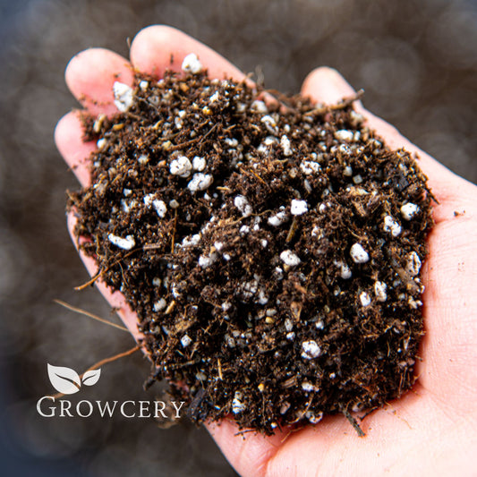 Hand holding cactus and succulent soil mix with visible perlite particles for aeration